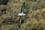 Black-browed Albatross 